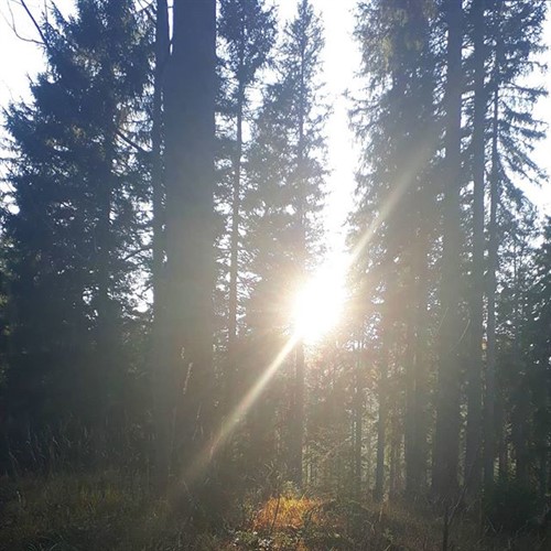 Bild zu Newsbeitrag Schutz vor Dämmerungseinbrüchen: So sichern Sie Ihr Zuhause effektiv ab